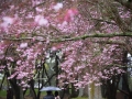 Cherry Blossom Engagement Shoot at Cornwall Park
